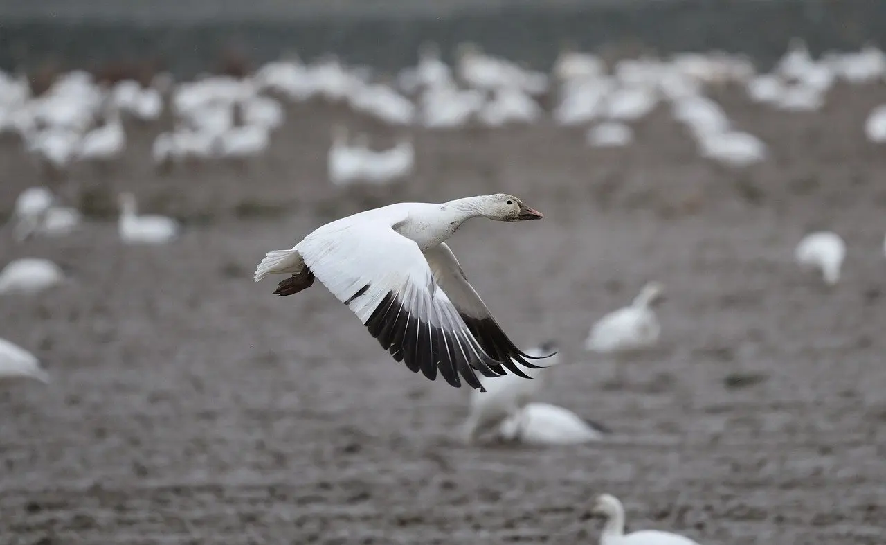 Medvirkende i The Equalizer 2