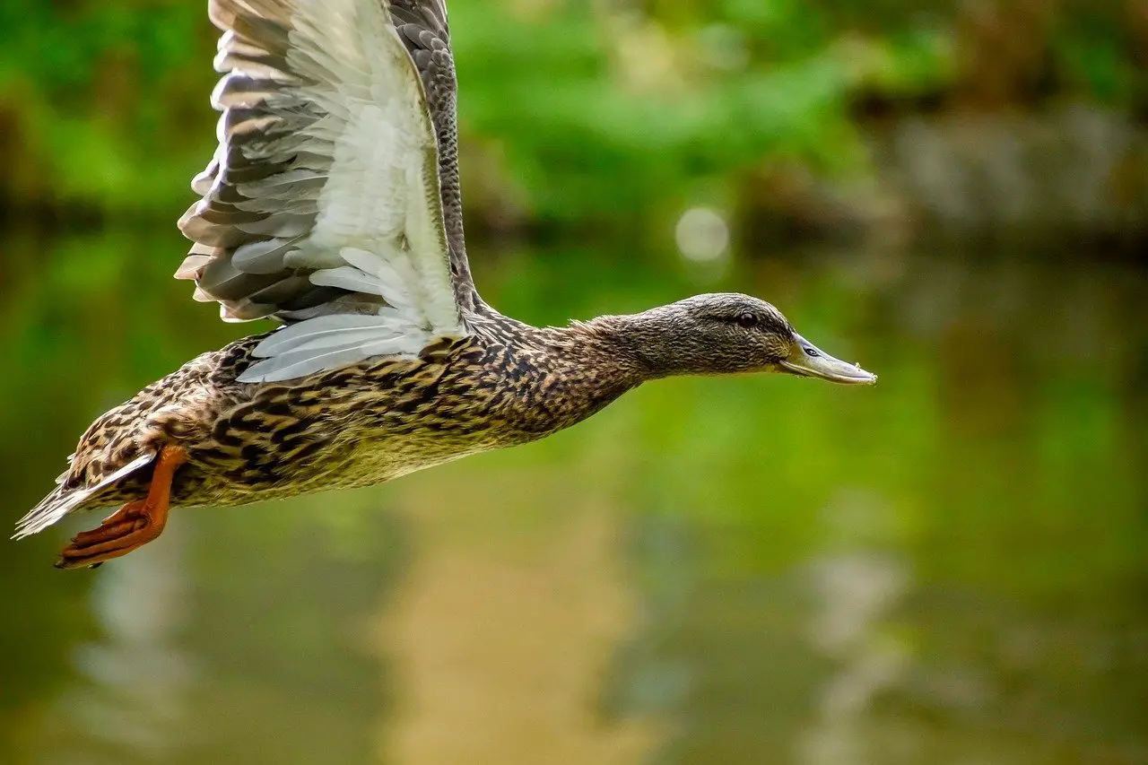 Hint for Arkitekt Krydsord