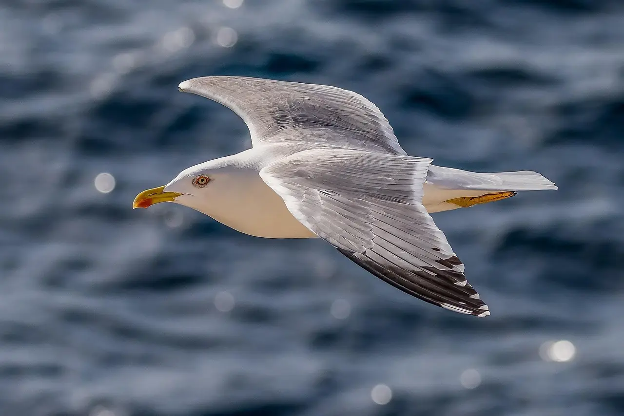 Guide for Hollandsk Fisk i Krydsord