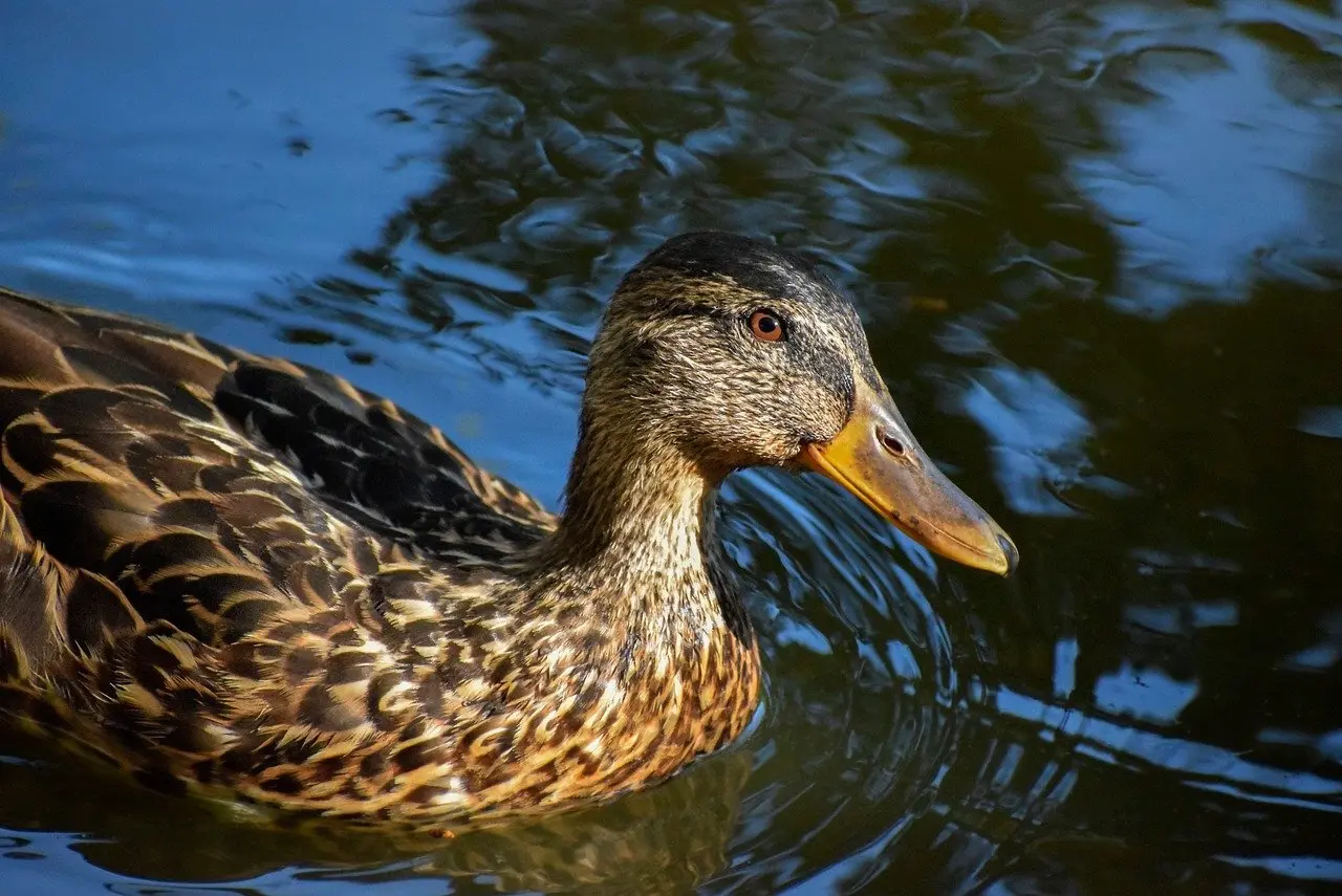 Hollandsk Forfatter i Krydsord Svar