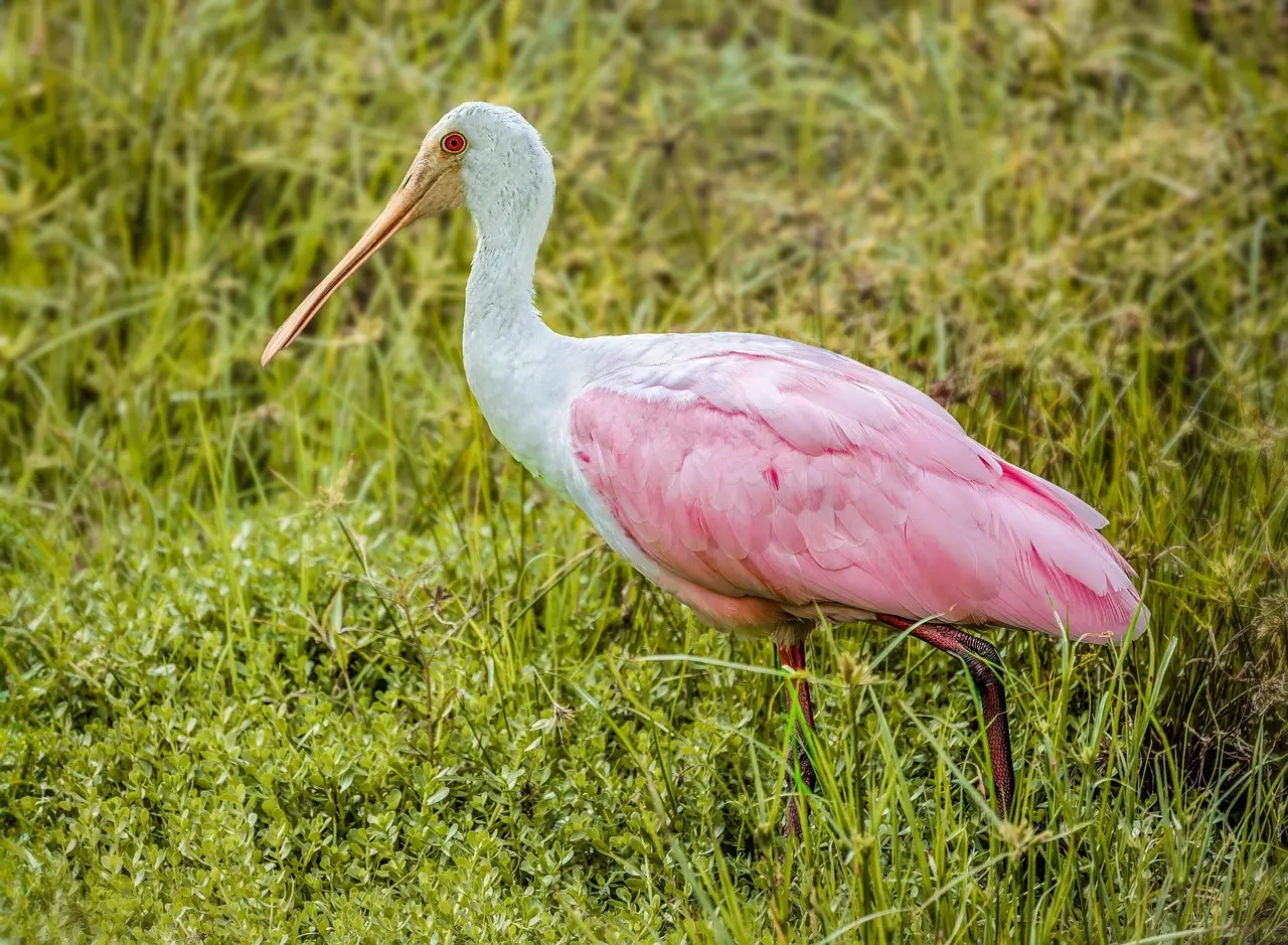Løsningsord til Hollandsk Fugl i krydsord